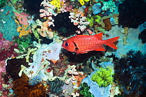 Bigscale soldierfish (Myripristis berndti). Rinca, Indonesia.