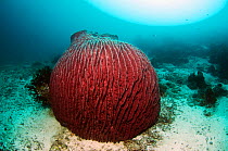 Barrel sponge (Xestospongia testudinaria). Misool, Raja Ampat, West Papua, Indonesia.