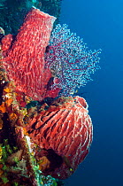 Barrel sponges (Xestospongia testudinaria) growing on shipwreck of 'The Liberty', Bali, Indonesia.