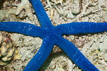 Blue Starfish (Linckia laevigata) Papua New Guinea.