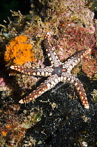 Starfish (Fromia nodosa) Solomon Islands, Western Pacific.