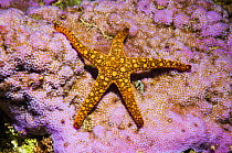 Starfish (Fromia sp) Solomon Islands, Western Pacific.