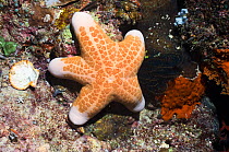 Granulated starfish (Choriaster granulatus) on coral reef, Misool, Raja Ampat, West Papua, Indonesia.