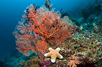 Granulated starfish (Choriaster granulatus) with gorgonian coral on coral reef. Misool, Raja Ampat, West Papua, Indonesia.