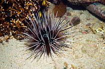 Sea urchin (Echinothrix calamaris) Papua New Guinea.