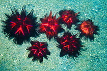 False fire urchin (Astropyga radiata) grouped on sandy bottom. Lembeh Strait, North Sulawesi, Indonesia