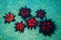False fire urchin (Astropyga radiata) grouped on sandy bottom. Lembeh Strait, North Sulawesi, Indonesia.