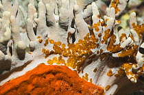 Acoel flatworms (Waminoa sp) on leather coral, Misool, Raja Ampat, West Papua, Indonesia.