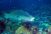 Humphead wrasse (Cheilinus undulatus) attended by two Cleaner wrasses (Labroides dimidiatus). Komodo, Indonesia. Indo-Pacific.