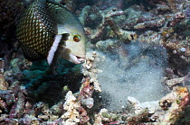 Rockmover / Dragon wrasse (Novaculichthys taeniourus) moving coral rubble to find benthic invertebrates to feed on. Misool, Raja Ampat, West Papua, Indonesia.