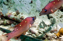 Diana's hogfish (Bodianus diana) attacking its reflection in a mirror. Misool, Raja Ampat, West Papua, Indonesia.