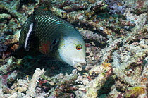 Rockmover or Dragon wrasse (Novaculichthys taeniourus) moving coral rubble to find benthic invertebrates to feed on. Misool, Raja Ampat, West Papua, Indonesia.