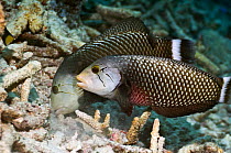 Rockmover or Dragon wrasse (Novaculichthys taeniourus)  working as a pair, moving coral rubble to find benthic invertebrates to feed on. Misool, Raja Ampat, West Papua, Indonesia.