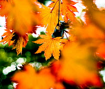 Maple leaves (Acer sp), UK. October 2009.