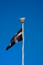 Seagull (Larus sp) perched on flag pole flying the Cornish (Kernow) flag, Old Harbour, Newquay, Cornwall, September 2009.