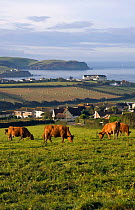 Jersey cows grazing in field at Thurlestone in the early morning. South Devon, September 2009.