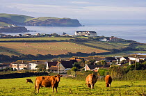 Jersy cows grazing in field at Thurlestone in the early morning. South Devon, September 2009.