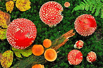 Looking down on a large group of Fly agaric fungi caps {Amanita muscaria} Lorraine, France