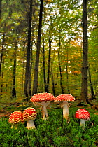Group of Fly agaric fungi {Amanita muscaria} in woodland, Lorraine, France
