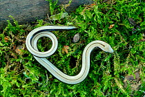 Slow worm {Anguis fragilis} on moss, Lorraine, France