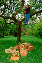 Man picking Rambour Apples {Malus domestica} from tree, Lorraine, France, 2006