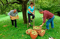 People picking Rambour Apples {Malus domestica} in orchard, Lorraine, France, 2006