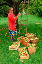 Woman picking Rambour Apples {Malus domestica} in orchard, Lorraine, France, 2006