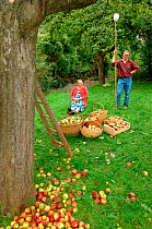 Man and woman with baskets of harvested Rambour Apples {Malus domestica} in orchard, Lorraine, France, 2006