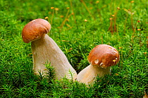 Cep fungi {Boletus edulis} growing through moss, Lorraine, France
