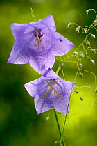 Bellflowers {Campanula sp} Lorraine, France