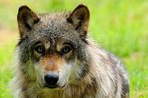 Grey wolf {Canis Lupus} portrait, captive, Parc Rhodes, Lorraine, France