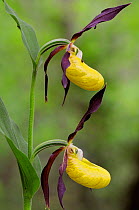 Yellow lady's slipper orchid {Cypripedium calceolus} double flower, Haute-Marne, France