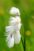 Cotton grass {Eriophorum linaigrette} Lorraine, France