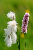 Cotton grass {Eriophorum linaigrette} and Bistort {Polygonum bistorta} flowers, Lorraine, France