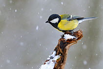 Great tit {Parus major} perched in snow, Lorraine, France