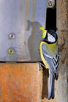 Great tit {Parus major} at entrance to nest with caterpillar prey, Lorraine, France
