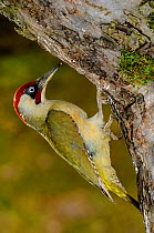 Green woodpecker {Picus viridis} male at nest hole, Lorraine, France