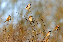 Common / House sparrows {Passer domesticus} perched in tree, Lorraine, France, winter