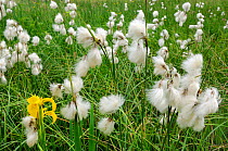 Yellow iris {Iris pseudacorus} and Cotton grass {Eriophorum sp} Lorraine, France