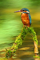 Common kingfisher {Alcedo atthis} perched on branch over water, Lorraine, France