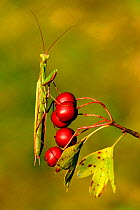 European praying mantis {Mantis religiosa} on hawthorn berries, Lorraine, France