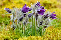 Pasque flowers {Pulsatilla vulgaris} flowering on chalk grassland, Lorraine, France