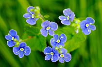 Germander speedwell flowers {Veronica chamaedrys} Lorraine, France