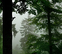 Silhouette of Black woodpecker {Dryocopus martius}at nest hole in tree trunk in mist / rain, ancient forest, Vosges mountains, Lorraine, France