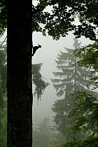 Sillhouette of Black woodpecker {Dryocopus martius} at nest hole in tree trunk in mist / rain, ancient forest, Vosges mountains, Lorraine, France