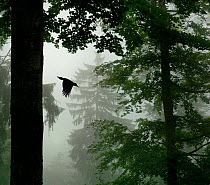 Sillhouette of Black woodpecker {Dryocopus martius} flying from nest hole in tree trunk in mist / rain, ancient forest, Vosges mountains, Lorraine, France. Overall winner and winner of the Birds categ...