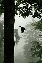 Sillhouette of Black woodpecker {Dryocopus martius} flying from nest hole in tree trunk in mist / rain, ancient forest, Vosges mountains, Lorraine, France