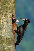 Black woodpecker {Dryocopus martius} male at nest hole feeding chicks, Vosges mountains, Lorraine, France