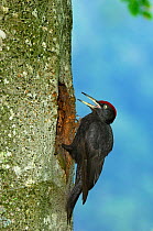 Black woodpecker {Dryocopus martius} male at nest hole, Vosges mountains, Lorraine, France
