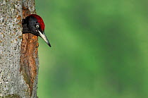 Black woodpecker {Dryocopus martius} male looking out from nest hole, Vosges mountains, Lorraine, France
